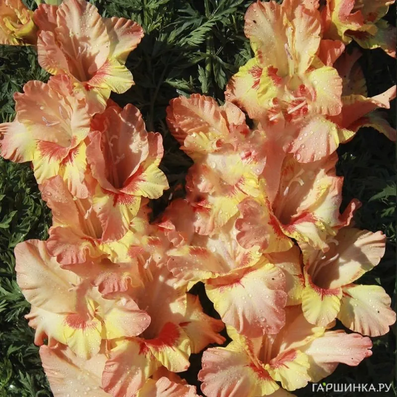 Гладиолус Оранжевый луч