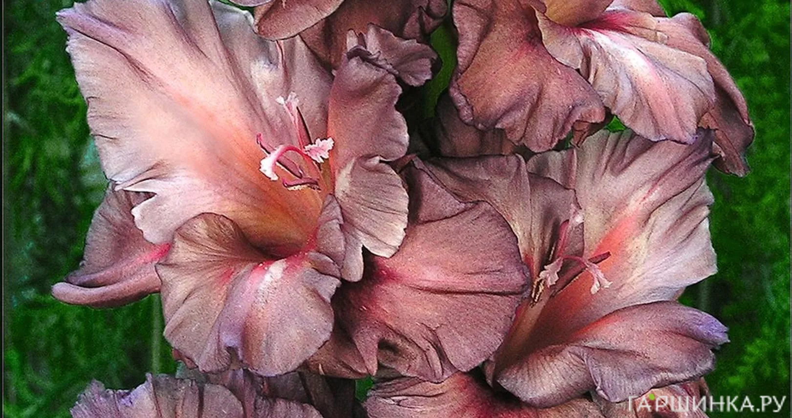 Гладиолус Серебряный Ручей