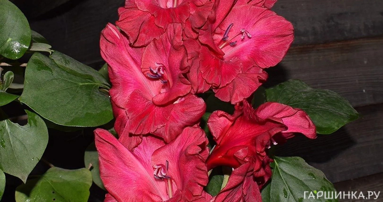 Гладиолус Вишневый напиток