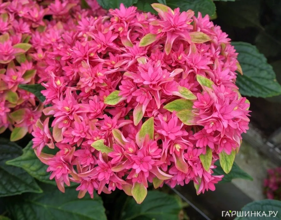 Гортензия Принцесса Диана крупнолистная (макрофила)