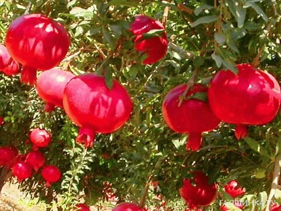 Гранат обыкновенный