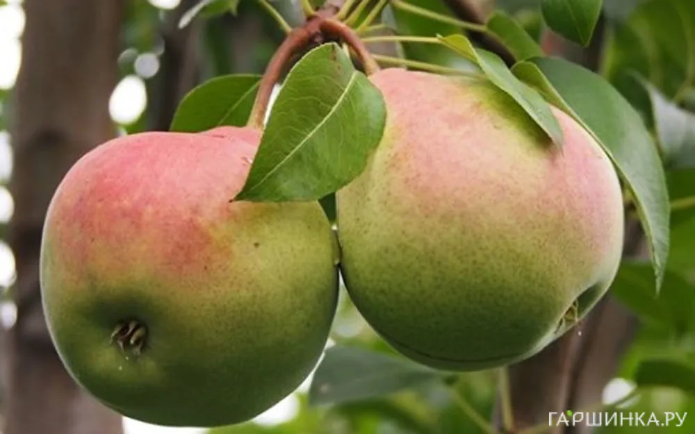 Груша Январская