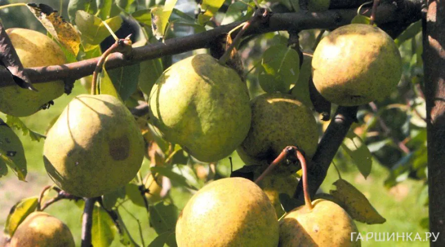 Груша Иссетская сочная