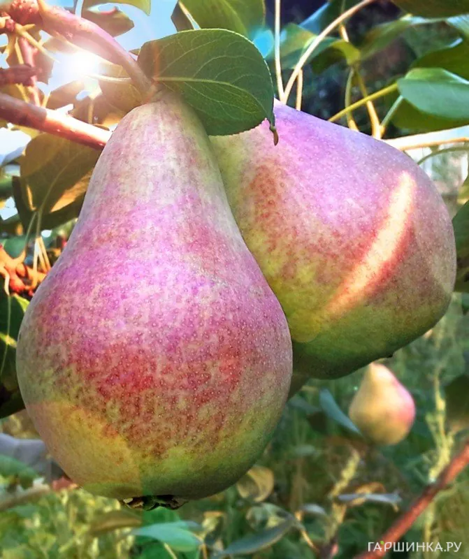 Груша Перун