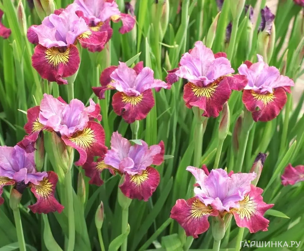 Ирис сибирский Мисс Эппл