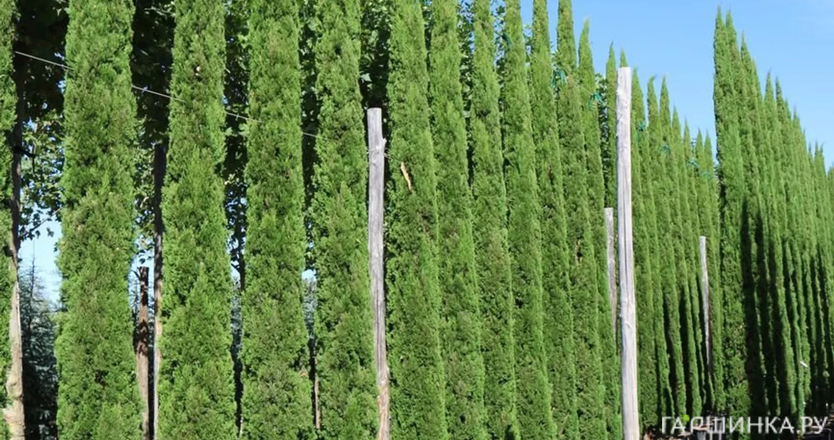 Кипарис Тотем