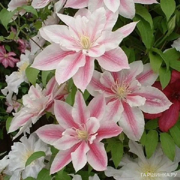 Клематис Андромеда крупноцветковый (2)