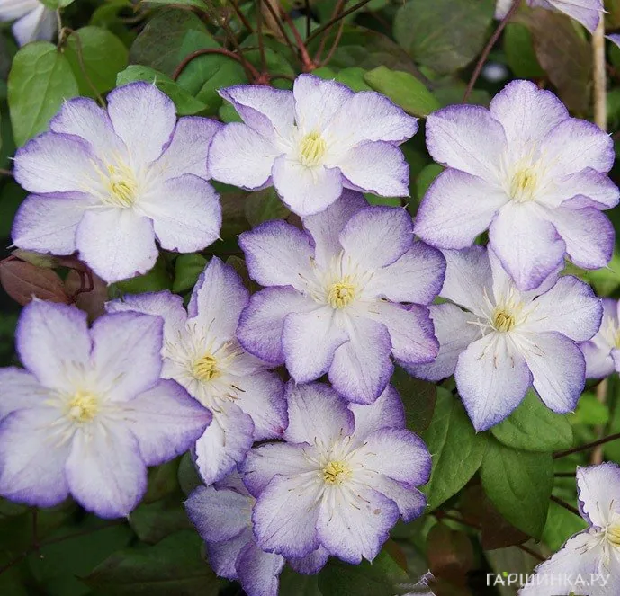 Клематис Лаки Чарм крупноцветковый (3)