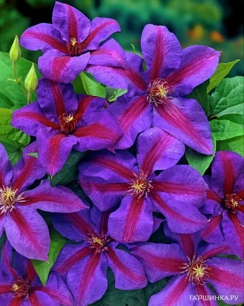 Клематис Миссис Томпсон крупноцветковый (2)