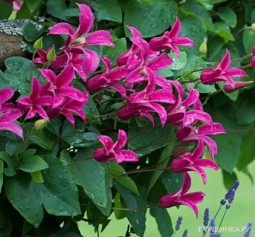 Клематис Принцесса Диана (3)