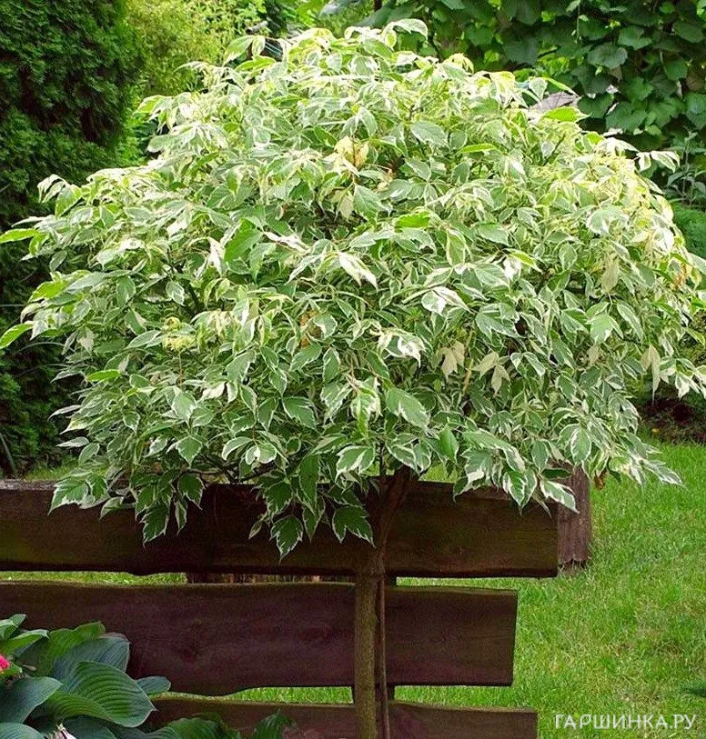 Клен ясенелистный Фламинго