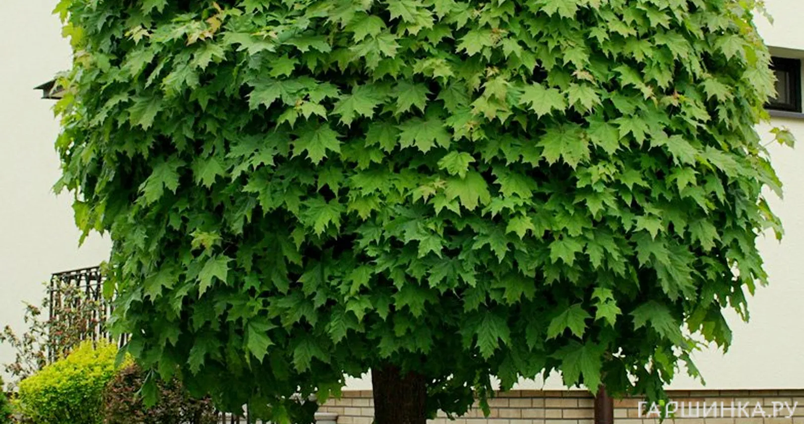 Клен Глобозум на штамбе 120см