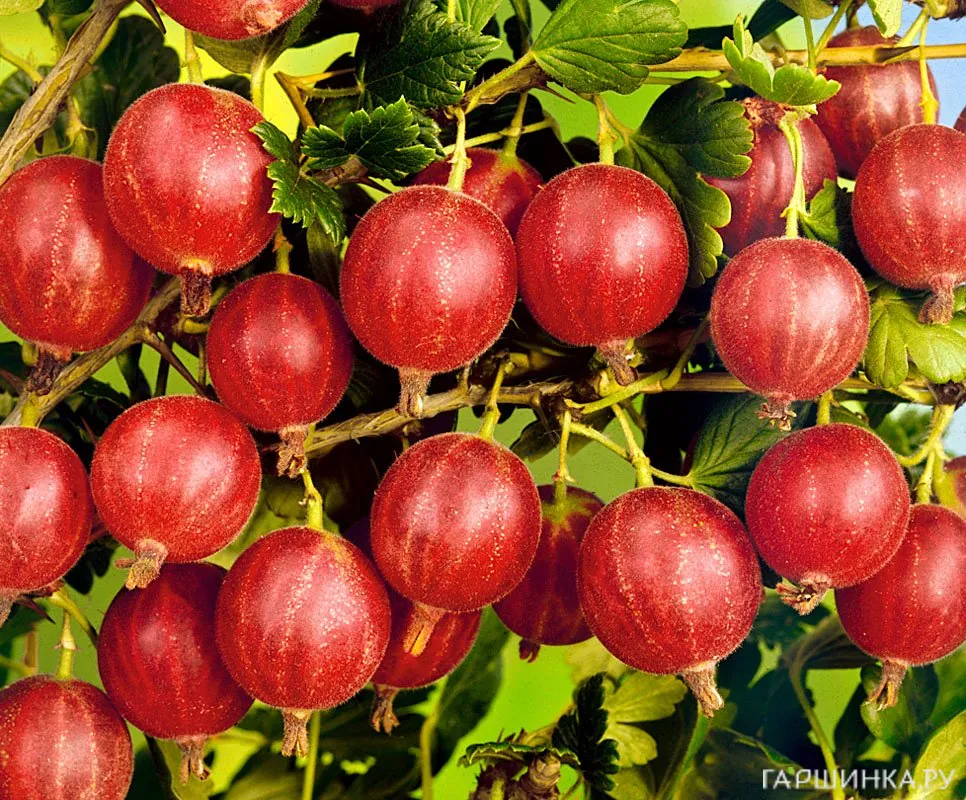 Крыжовник Сеянец Лефора