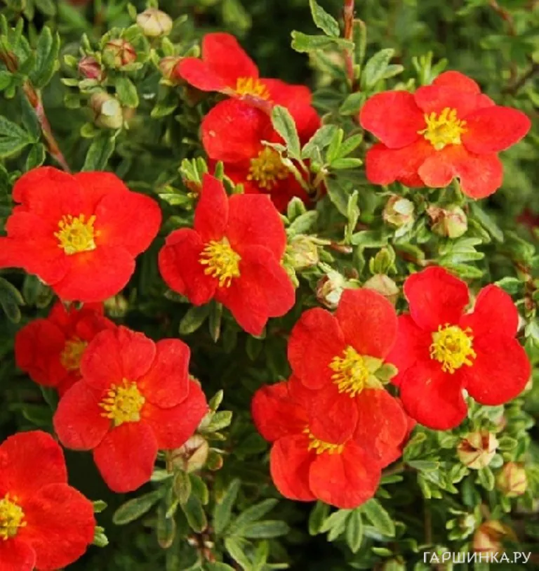 Лапчатка кустарниковая Мэрион Ред Робин