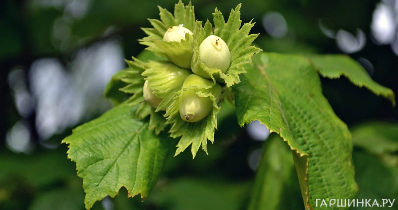 Лещина обыкновенная