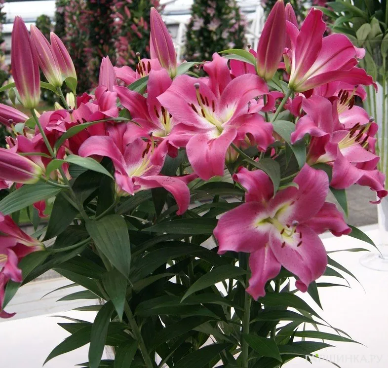 Лилия Компетишн ОТ-гибрид  розовая