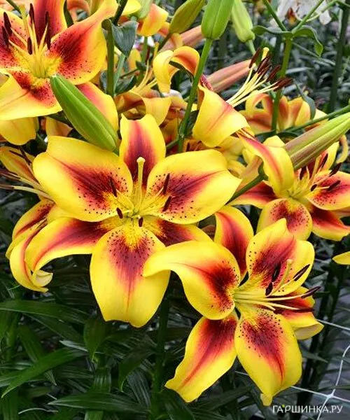 Лилия Вива ла Вида