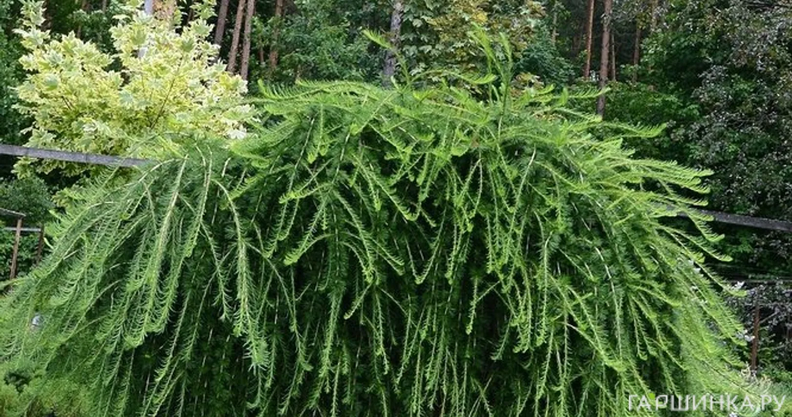 Лиственница европейская Пендула на штамбе 150см