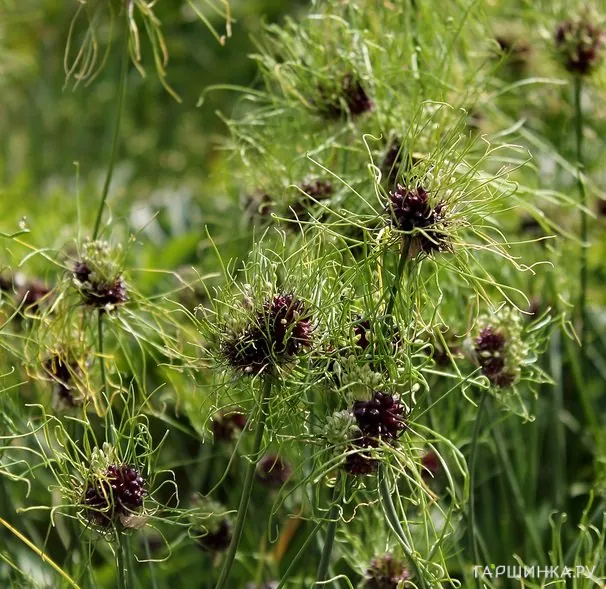 Лук декоративный Хаер 10 шт