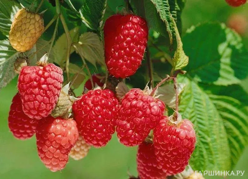 Малина Химбо Топ ремонтантная