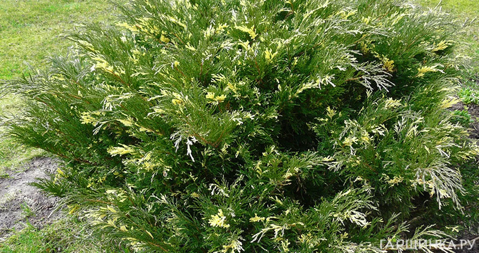 Можжевельник казацкий Вариегата
