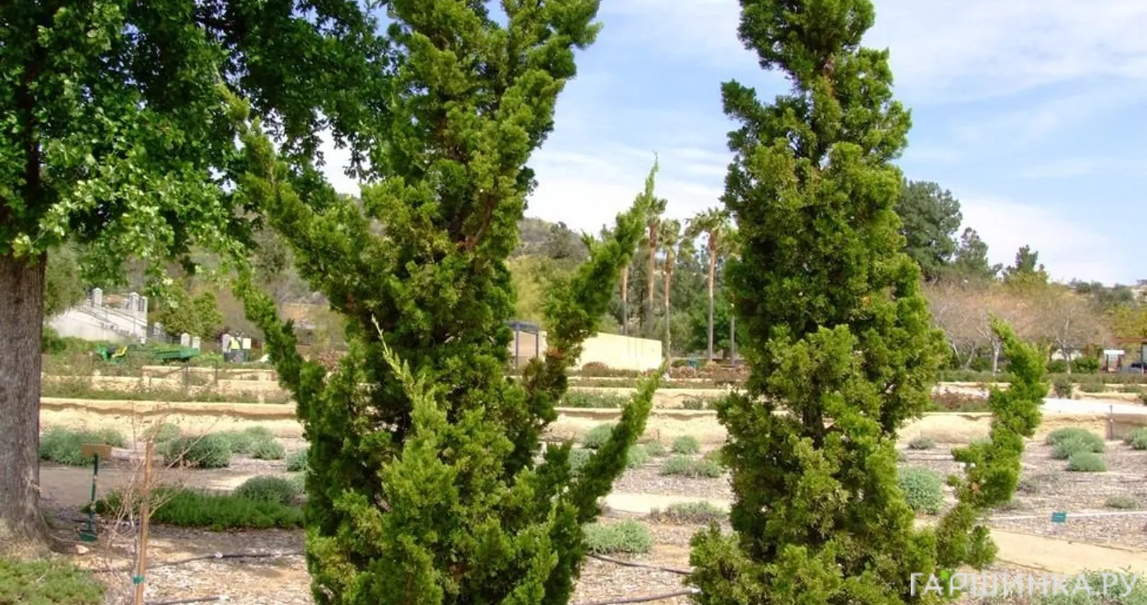 Можжевельник Кайзука китайский