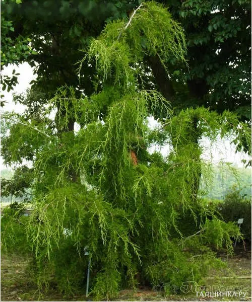 Можжевельник виргинский Пендула