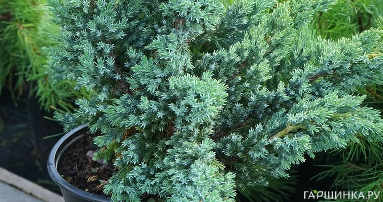 Можжевельник чешуйчатый Блю Компакт