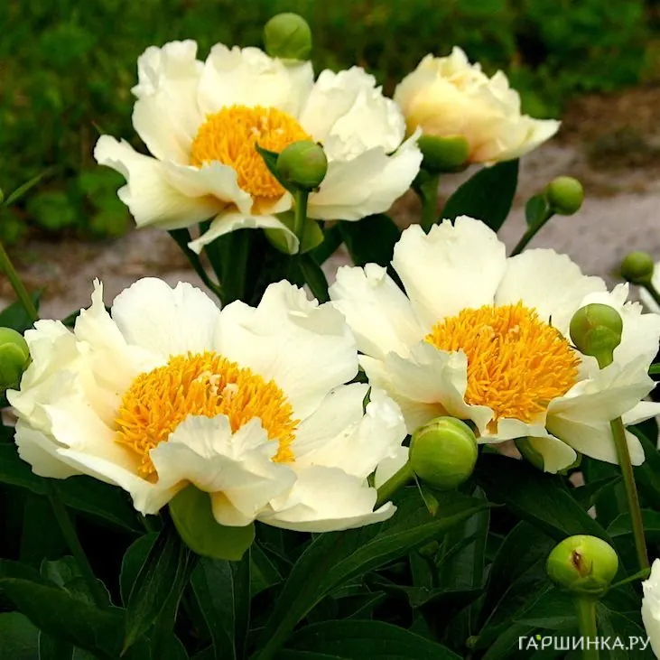 Пион Клер де Люн