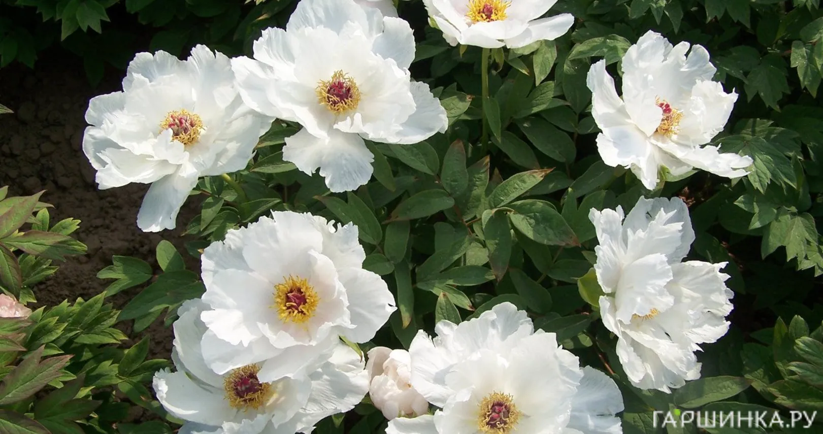 Пион белый древовидный