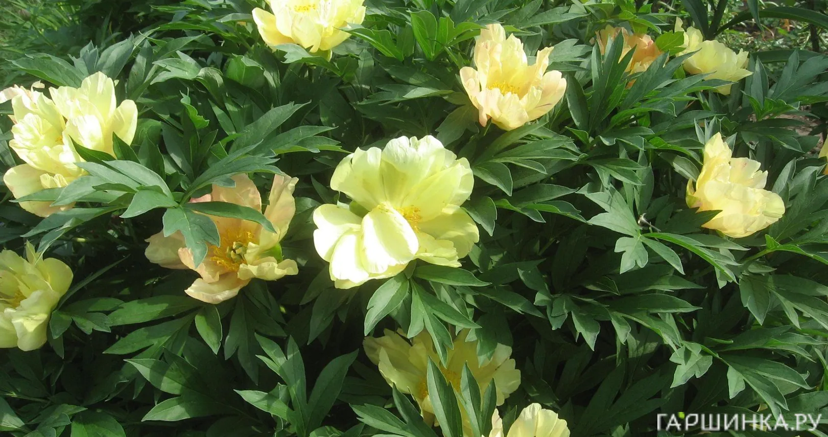 Пион Желтый древовидный