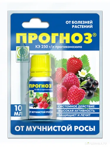 Прогноз (от мучнистой росы)