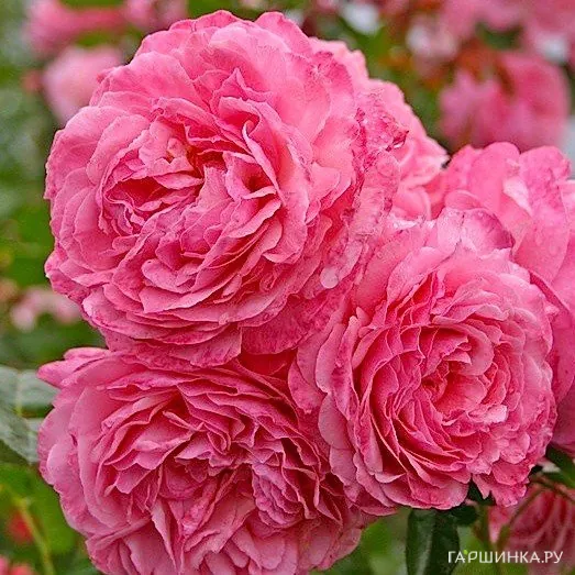 Роза Кельнер Флора, Кордес (лиц)