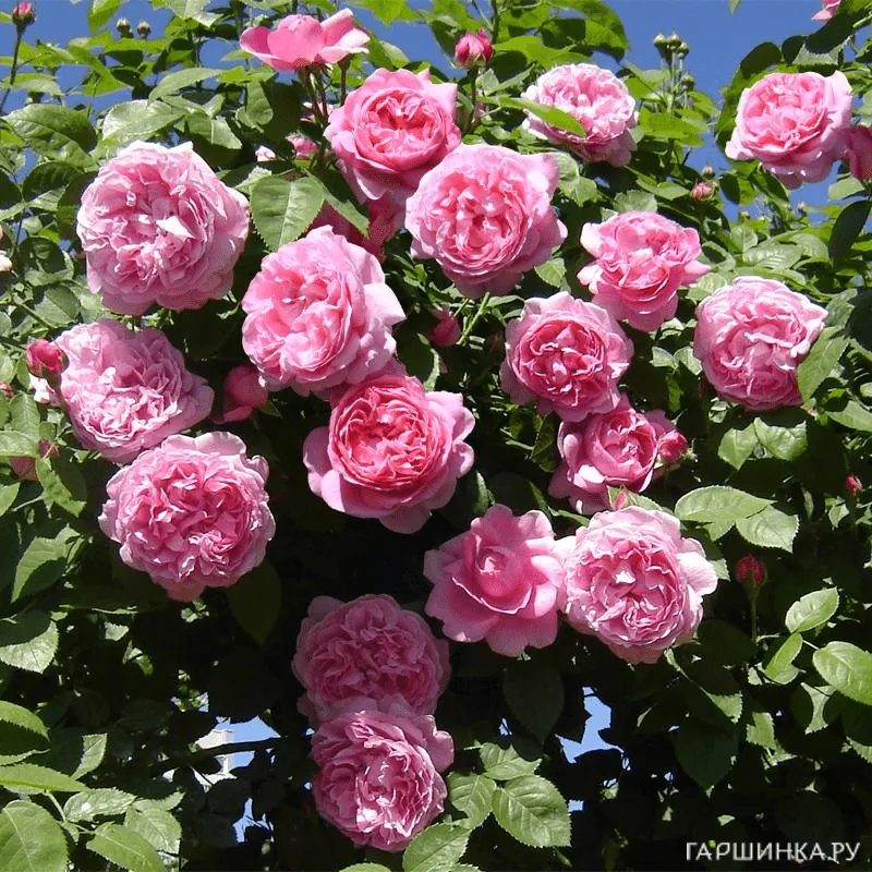 Роза Алан Титчмарш, Д.Остин кустарниковая (лиц)