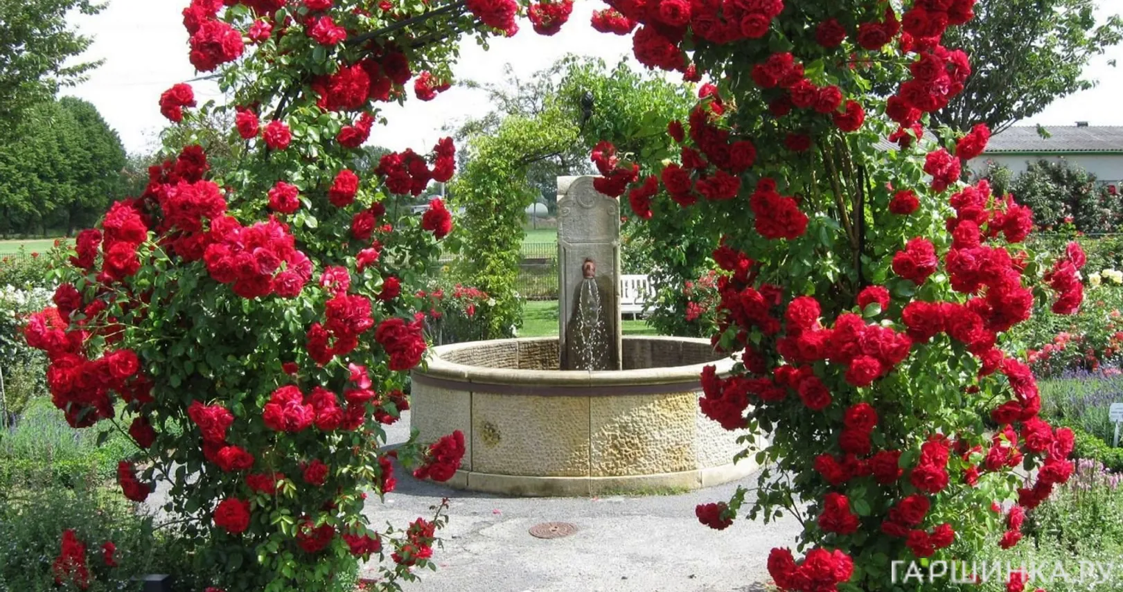 Роза Амадеус плетистая, Кордес (лиц)