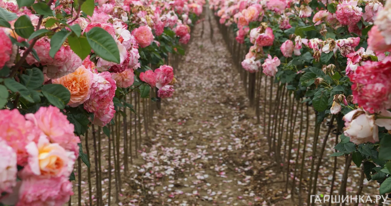 Роза Августа Луиза на штамбе 90см