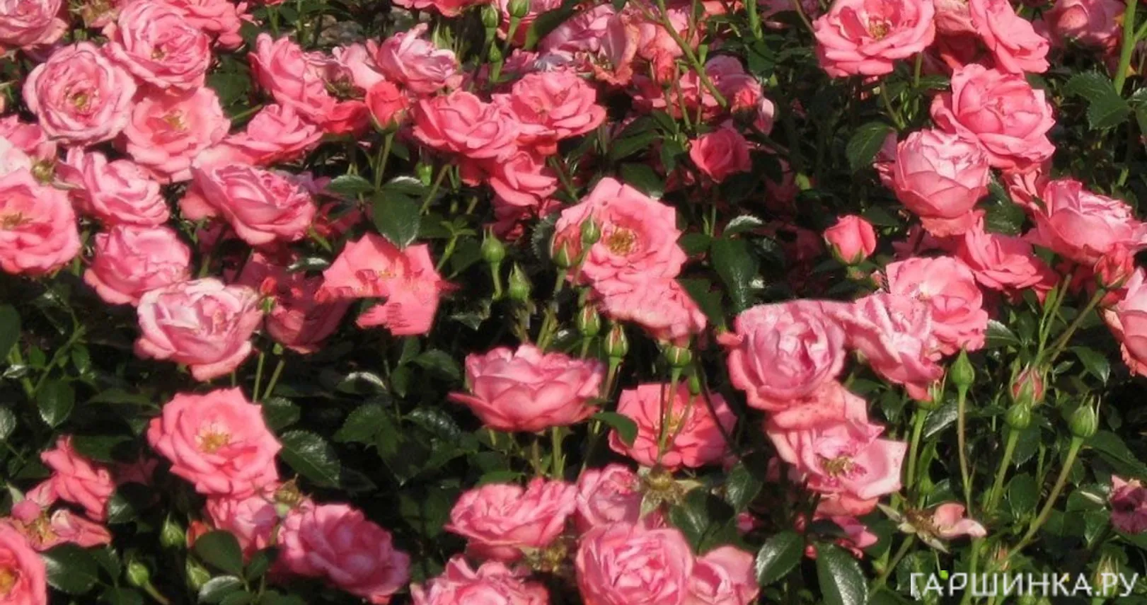 Роза Белла Роза флорибунда, Кордес (лиц)