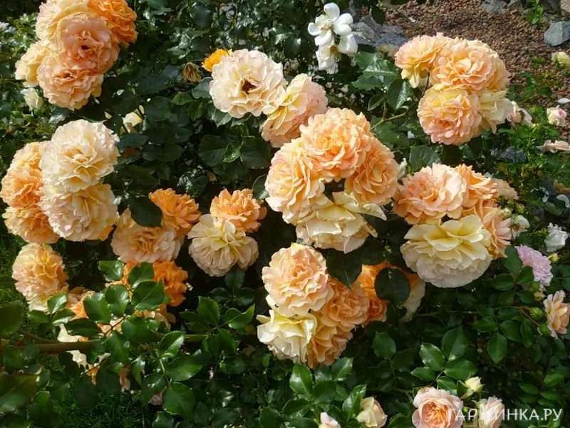 Роза Филгри флорибунда, Imperial Rose