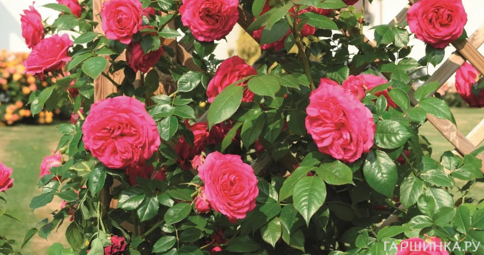 Роза Мистик плетистая Imperial Rose