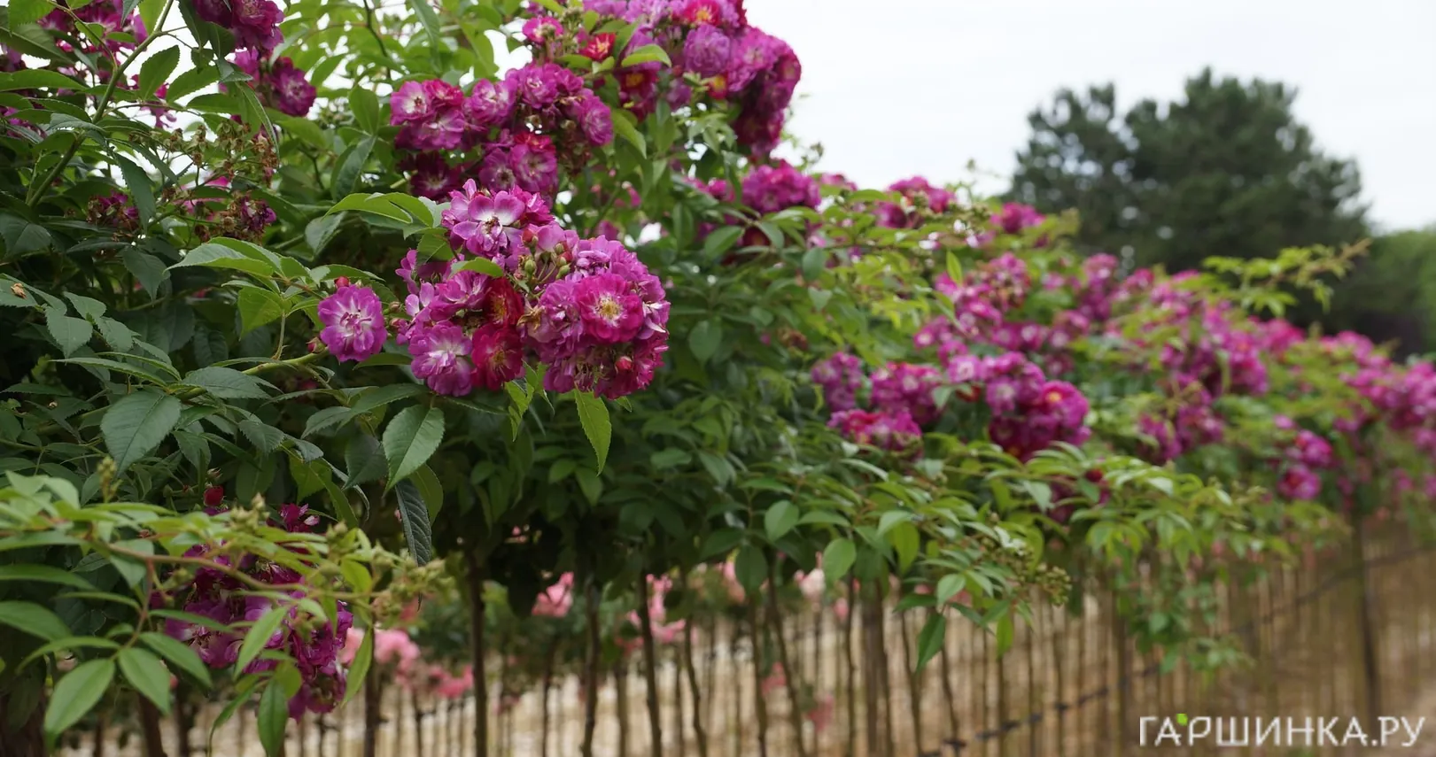 Роза Перениал Блу на штамбе 140см