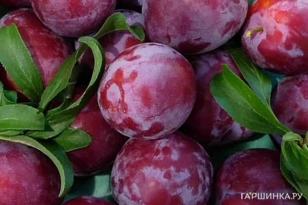 Слива китайская Обильная