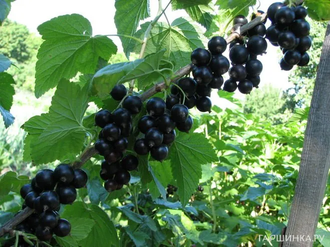 Смородина Лентяй черная (крупная ягода)
