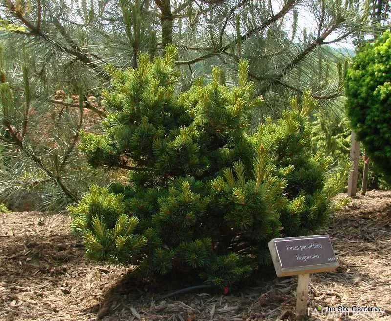 Сосна мелкоцветковая Хагоромо