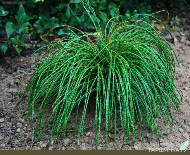 Туя Випкорд складчатая