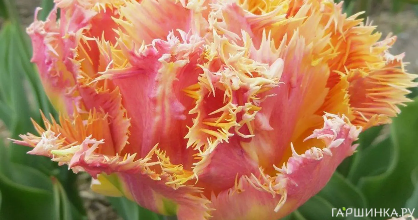 Тюльпан Эсприт махровый 4шт