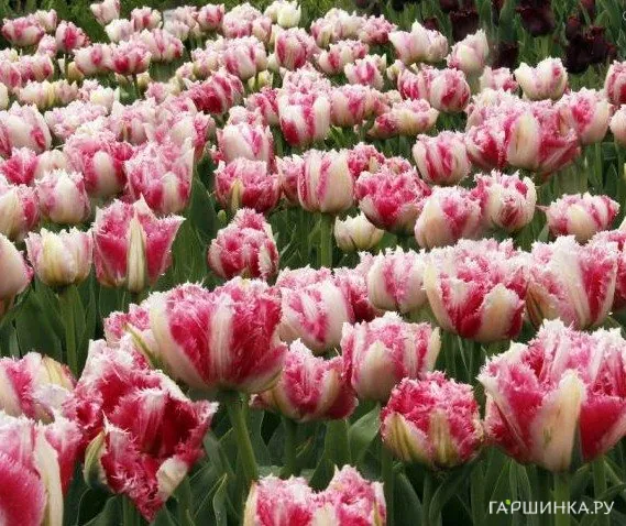 Тюльпан Кул Кристал махровый бахромчатый 5шт