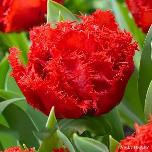 Тюльпан Лион Кинг бахромчатый 5шт.
