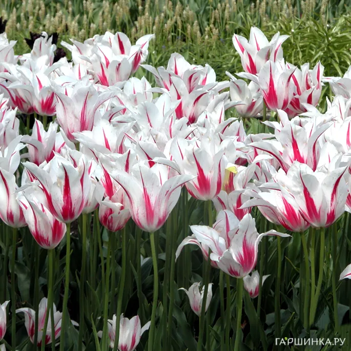 Тюльпан Мерилин лилиецветный 5шт.