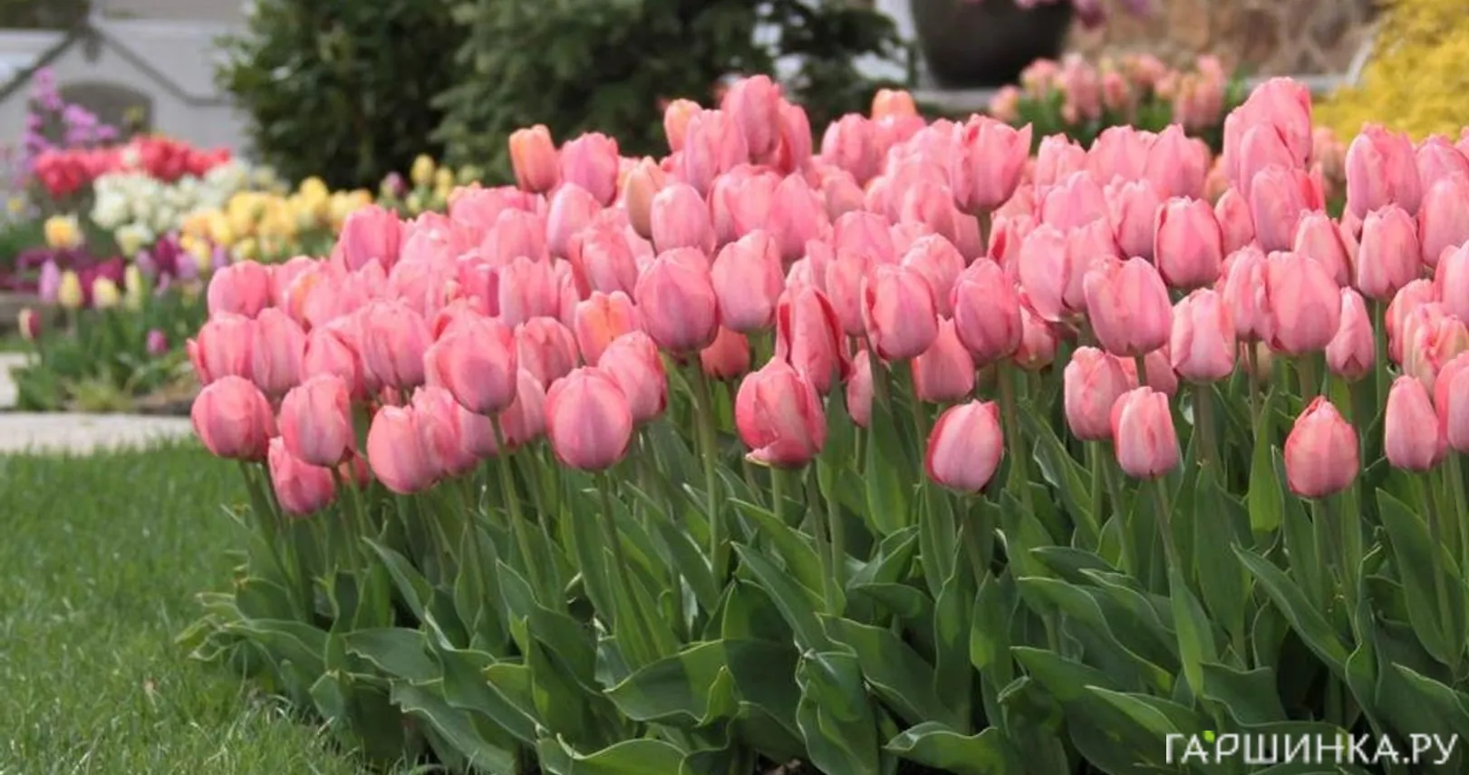 Тюльпан Мистик Ван Эйк 5шт.