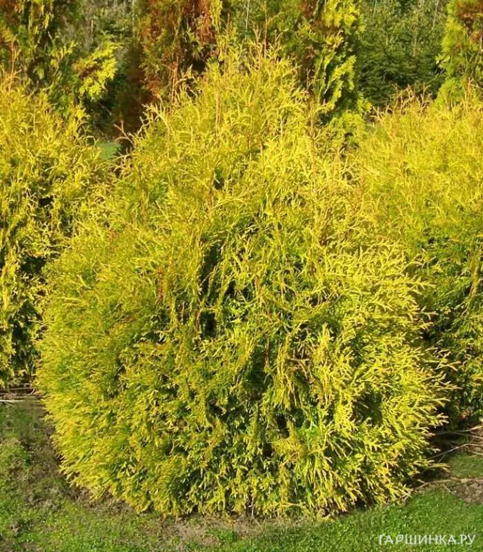 Туя западная Рейнголд